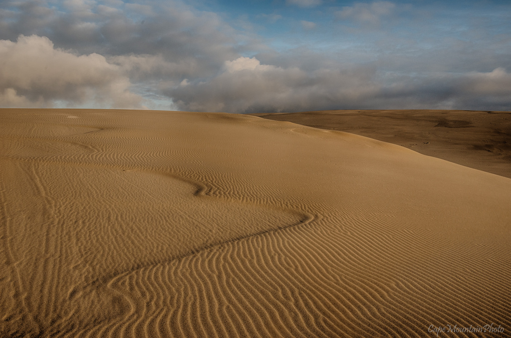 Snake on the Dunes  by jgpittenger