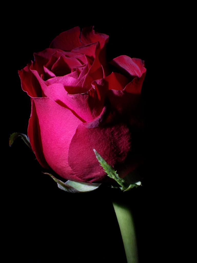 Single Red Rose. by richardcreese