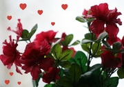 14th Feb 2013 - Happy Valentine's Day with love