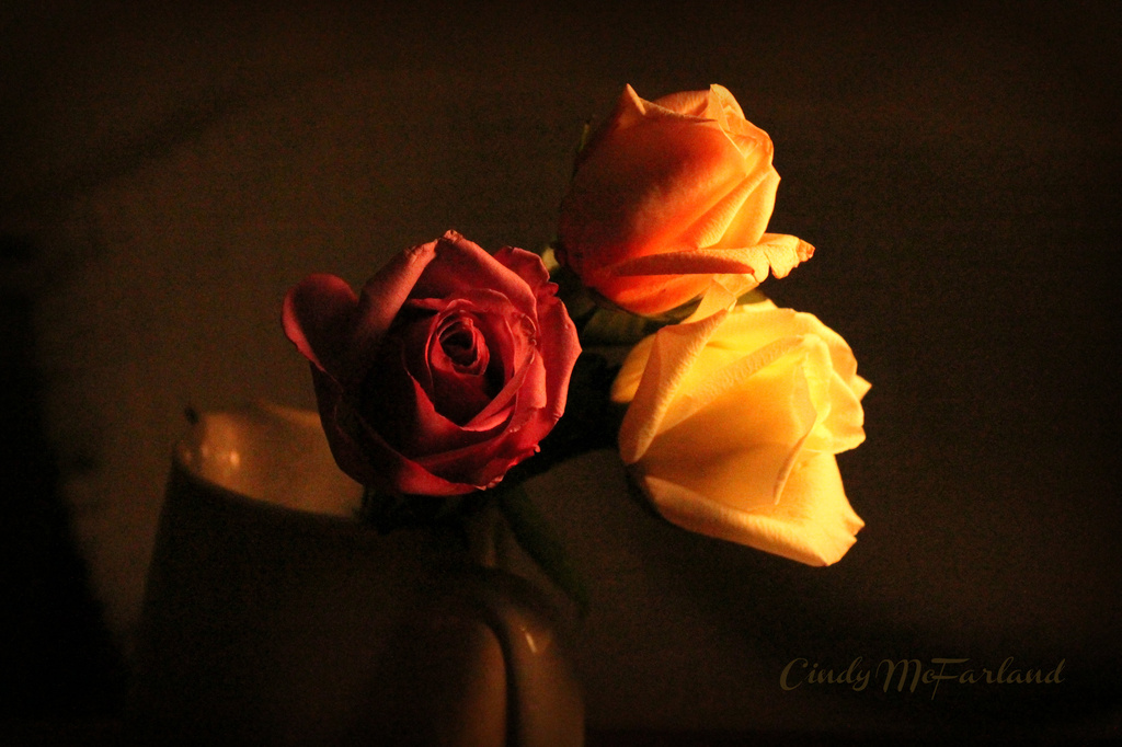 Roses for My Table by cindymc