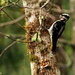 Hairy Woodpecker female by jankoos