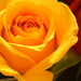 Valentine Roses from my husband by kathyladley