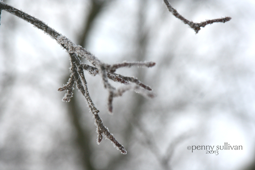 037_2013 morning frost by pennyrae