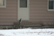 13th Feb 2013 - 044_2013 Hawk at the neighbors.