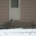 044_2013 Hawk at the neighbors. by pennyrae
