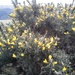 Gorse on the moor by jennymdennis