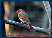 19th Jan 2013 - Female Cardinal