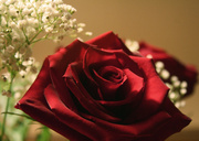 15th Feb 2013 - Red rose