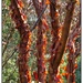 Peeling Birch Bark by judithdeacon