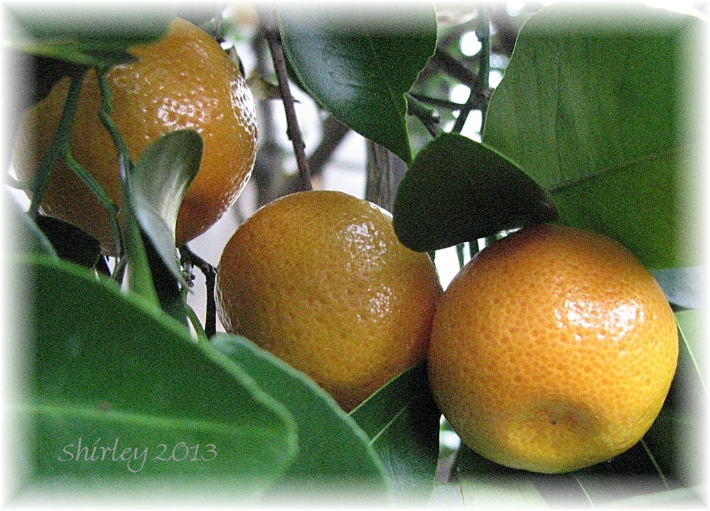 citrus by mjmaven