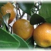 citrus by mjmaven