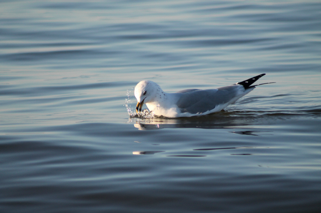 Splash! by lauriehiggins