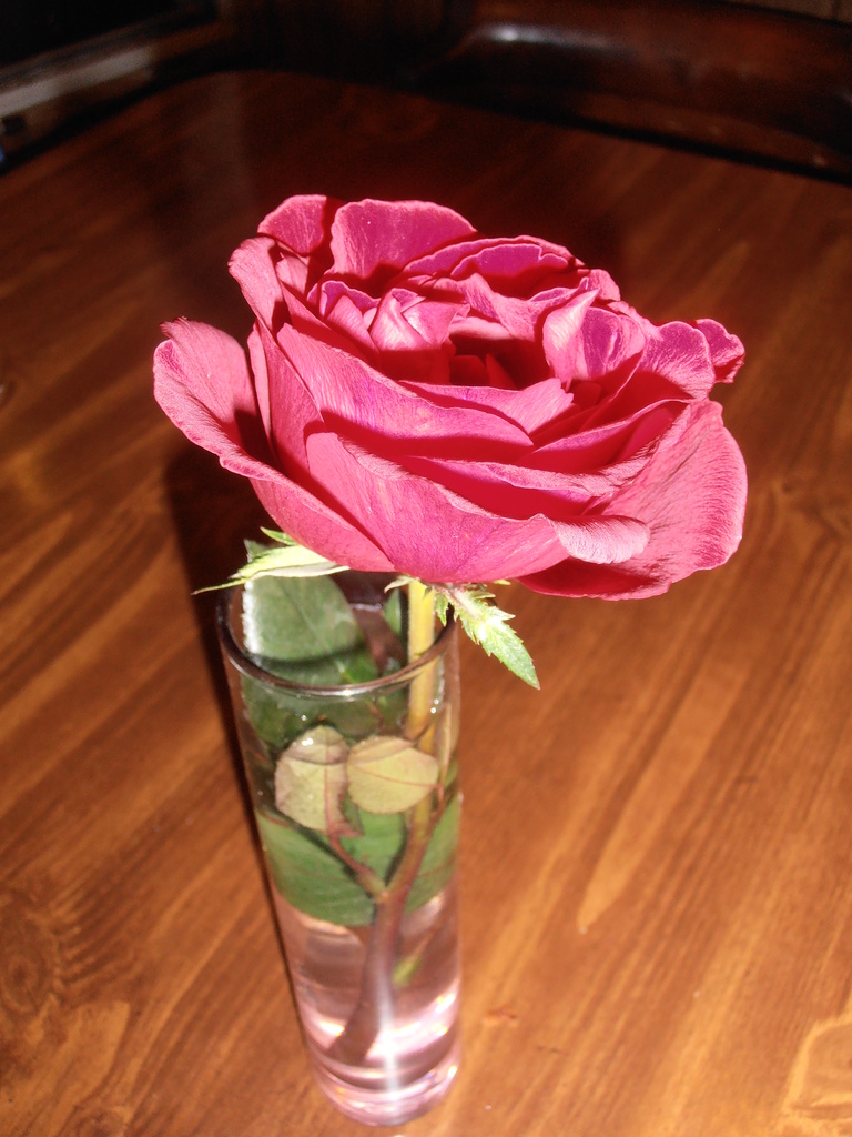 A Rose from my Hubby by julie