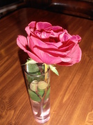 15th Feb 2013 - A Rose from my Hubby