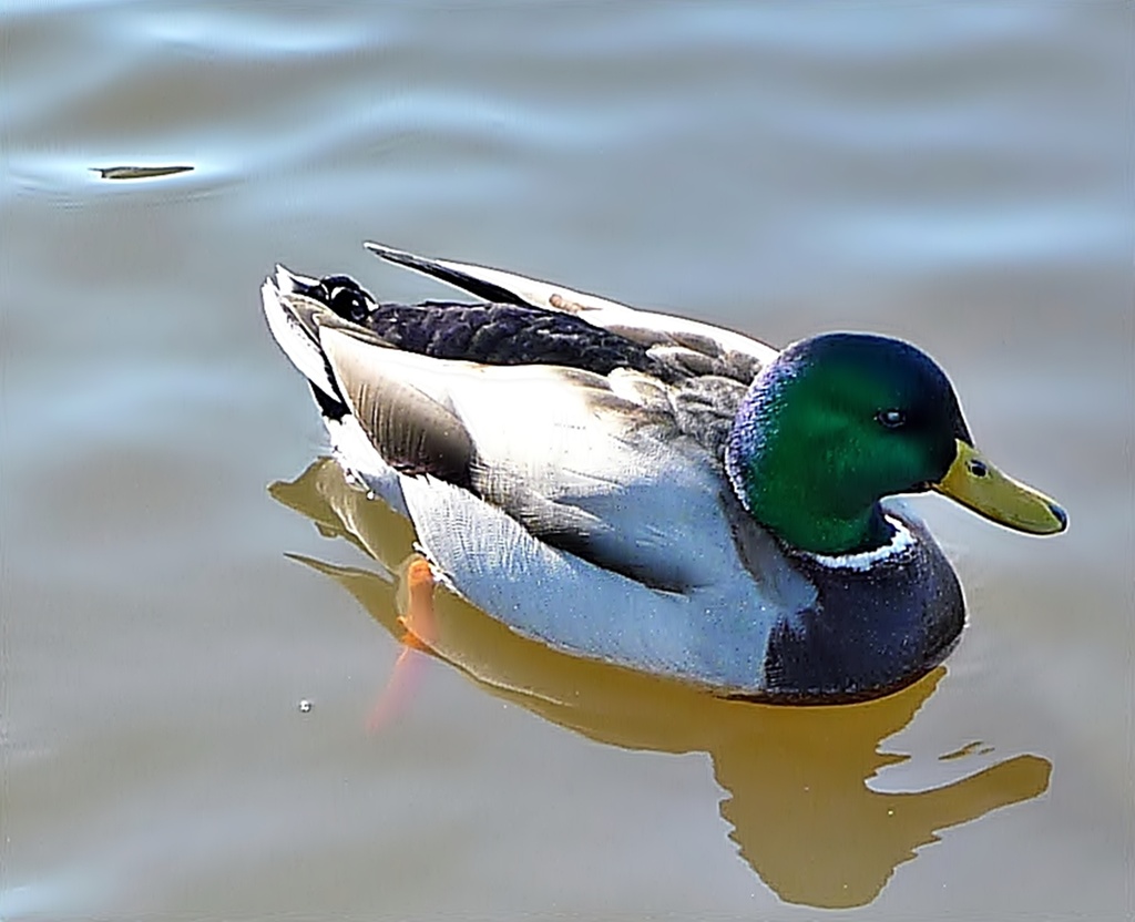 Mallard Duck by soboy5