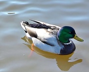 16th Feb 2013 - Mallard Duck