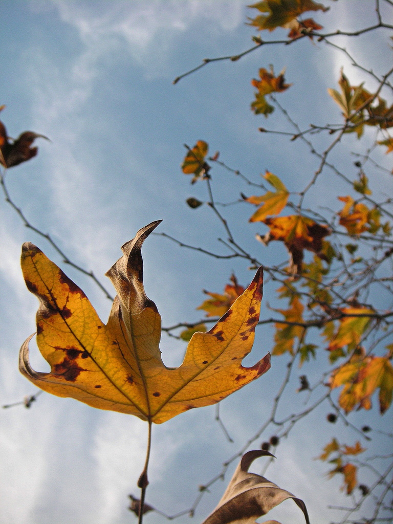 Is it Fall, or is it Spring? by pasadenarose