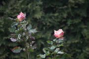 15th Feb 2013 - Roses
