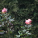 Roses by kimmer50