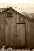 15th Feb 2013 - Abandoned dairy shed