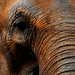 Elephant  by seanoneill