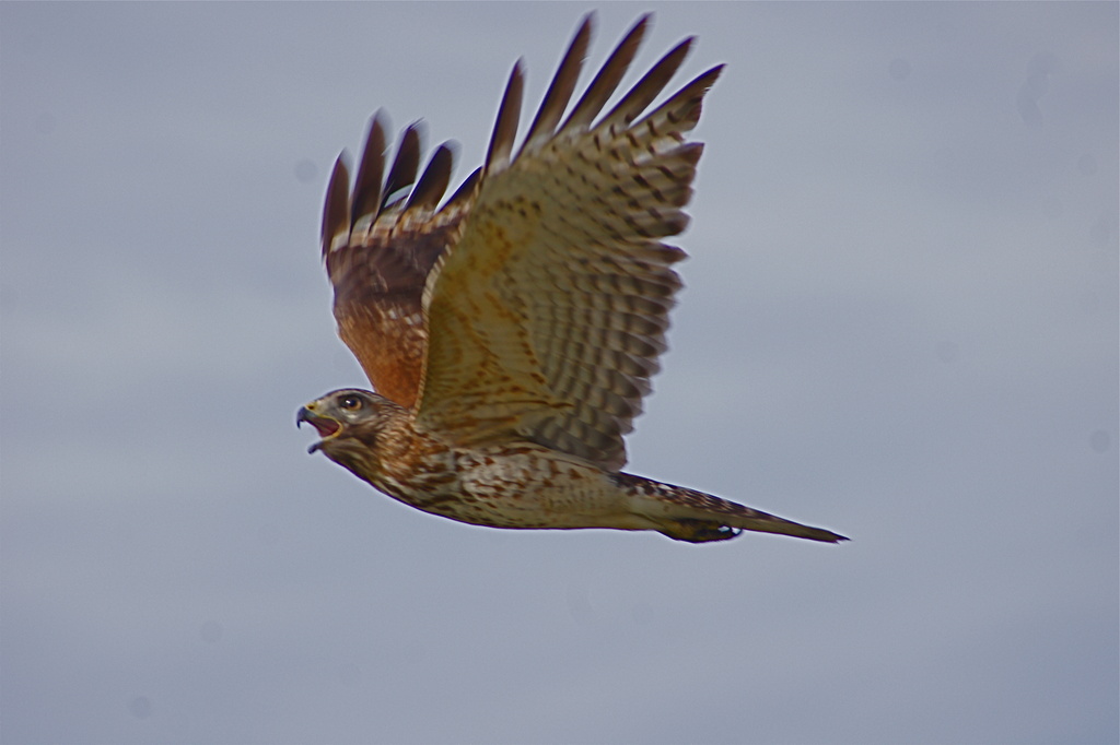 Red Shouldered Hawk by rob257