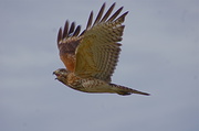 16th Feb 2013 - Red Shouldered Hawk