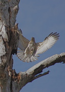 15th Feb 2013 - Another Red Shouldered Hawk
