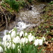 Snowdrops .. by snowy