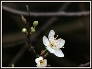 16th Feb 2013 - Blossom