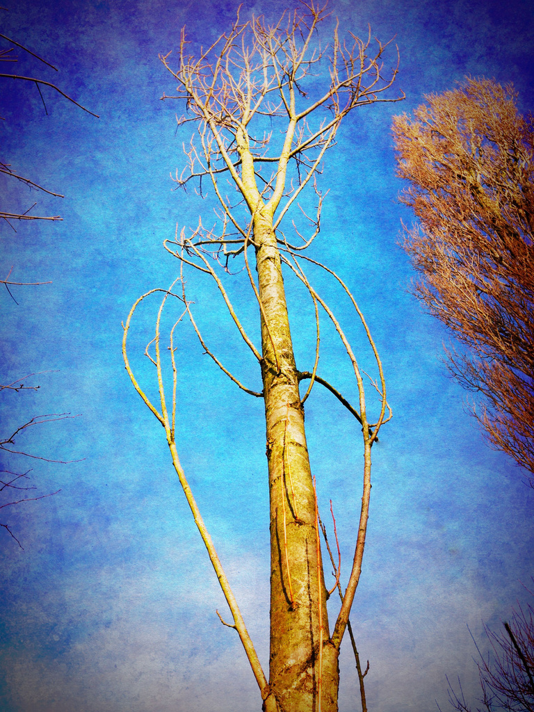 Lombardy poplar sunny day by jocasta