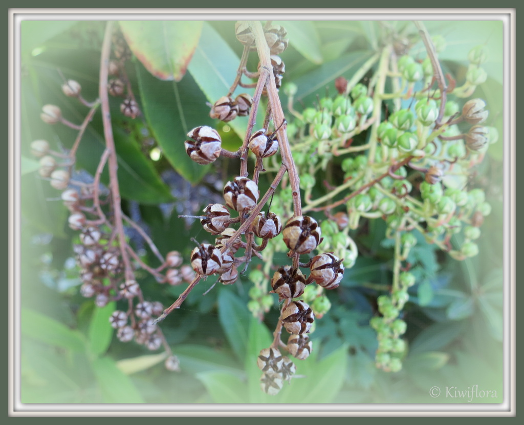 Pieris japonica seed pods by kiwiflora