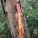 Tree trunk by mattjcuk