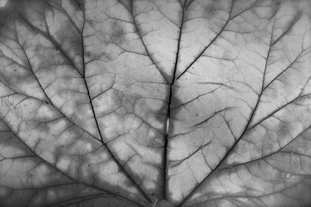 Stone leaf by aecasey