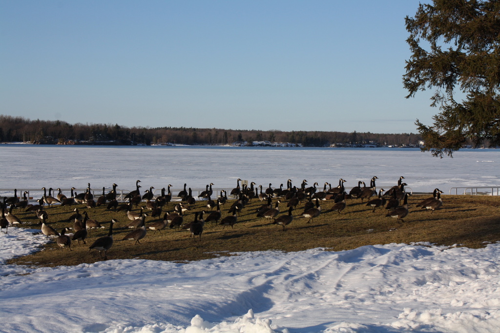 Canada Geese by rrt