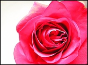 16th Feb 2013 - Valentines Rose