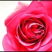 Valentines Rose by olivetreeann