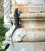15th Feb 2013 - Lizard on a Column (catchy title, eh?)