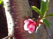 16th Feb 2013 - Pink and Green