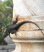 15th Feb 2013 - Lizard on a Column, Two