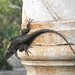 Lizard on a Column, Two by pasadenarose