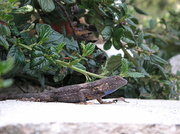 16th Feb 2013 - Same Lizard, Different Pose