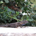 Same Lizard, Different Pose by pasadenarose