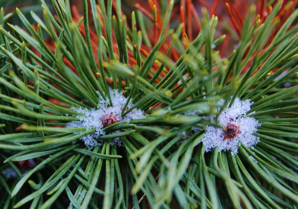 SnowBush by edorreandresen