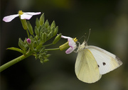 17th Feb 2013 - Cabbage-white butterfly