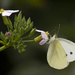 Cabbage-white butterfly by kali66