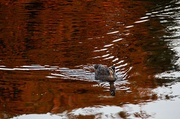 17th Feb 2013 - Duck and pond