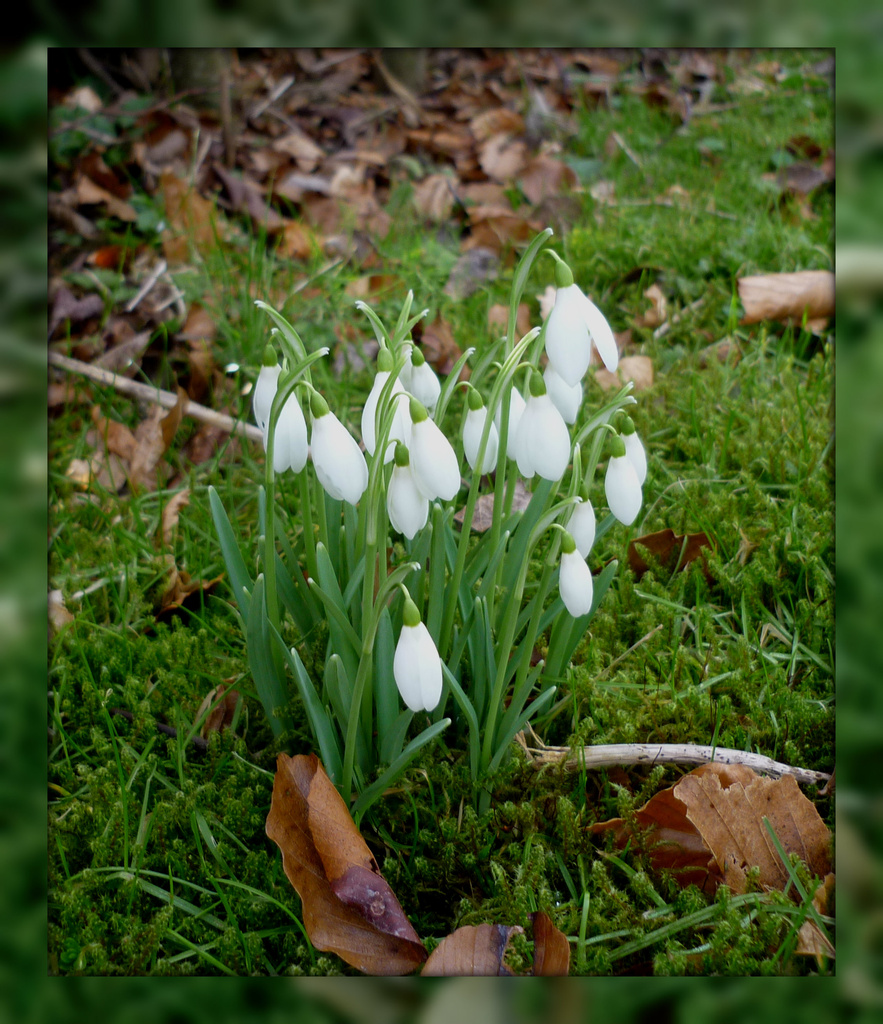 snowdrops in moss by sarah19