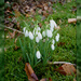 snowdrops in moss by sarah19