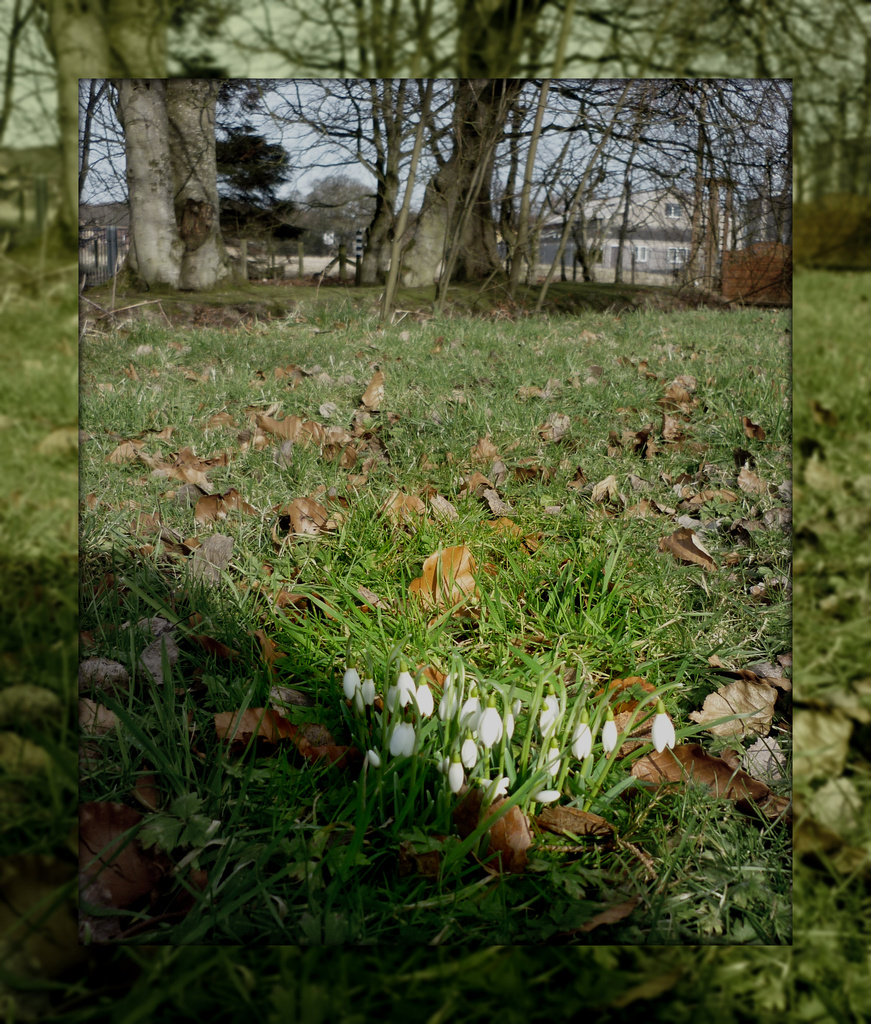 snowdrops and beyond by sarah19